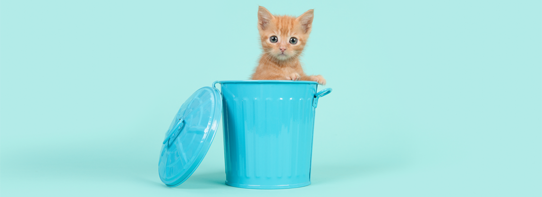 Un adorable chat dans une minuscule poubelle bleue